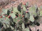 Opuntia camanchica, fruit, Frank Tree