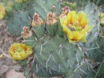 Opuntia camanchica, Carlsbad, NM