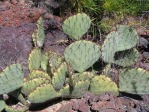 Opuntia camanchica, McKitrick Hills, west of Carlsbad, NM