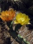 Opuntia camanchica, Oro Grande, NM