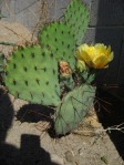 Opuntia camanchica, Rio Communities, NM