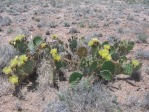 Opuntia camanchica, Tierra Grande, NM