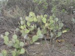 Opuntia camanchia, Mentone, CA