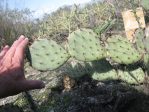 Opuntia camanchia, circa Mentone, CA