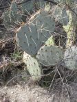 Opuntia camanchia, circa Mentone, CA