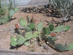 Opuntia camanchica, southwestern Albuquerque, NM