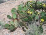 Opuntia camanchica, eastern base of Ladrone Peak in Socorro County, NM