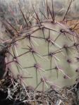 Opuntia camanchica