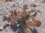 Opuntia camanchica