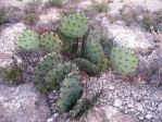 Opuntia camanchica