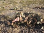 Opuntia camanchica