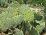 Opuntia camanchica