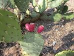 Opuntia camanchica