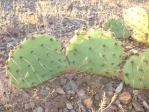 Opuntia camanchica