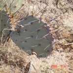 Opuntia camanchica