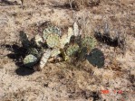 Opuntia camanchica