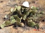 Opuntia camanchica, Placitas, NM