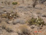 Opuntia camanchica, near Carrozzo, NM