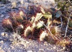 Opuntia camanchica