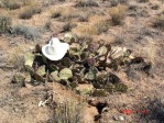 Opuntia camanchica, Placitas, NM