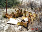 Opuntia camanchica, Artesia, NM