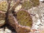 Opuntia camanchica, Artesia, NM