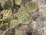 Opuntia camanchica, Placitas, NM