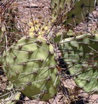 Opuntia camanchica, Carrizozo, NM