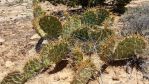 Opuntia camanchica, AZ, Chris Ginkel