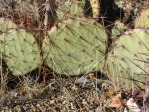 Opuntia camanchica in Mts above Albuquerque, NM