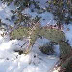 Opuntia camanchica, Mts above Albuquerque, NM