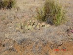 Opuntia camanchica, Mts above Albuquerque, NM