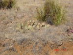 Opuntia camanchica in Mts above Albuquerque, NM