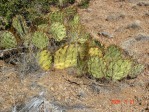 Opuntia camanchica in Mts above Albuquerque, NM