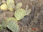 Opuntia camanchica in Mts above Albuquerque, NM