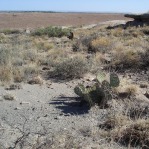 Opuntia camanchica, Conchas Lake, NM