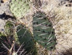 Opuntia camanchica, Conchas Lake, NM