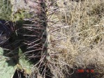 Opuntia camanchica, Conchas Lake, NM