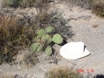 Opuntia camanchica, Conchas Lake, NM