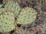 Opuntia camanchica, Conchas Lake, NM