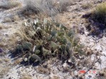 Opuntia camanchica, Conchas Lake, Albuquerque, NM