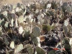 Opuntia camanchica, within city limits of Albuquerque, NM