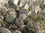 Opuntia camanchica, within city limits of Albuquerque, NM