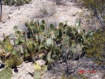 Opuntia camanchica, Conchas Lake, near El Paso, TX