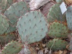 Opuntia camanchica, garden plant, Nancy Hussey