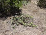 Opuntia camanchica, Hayes Jackson