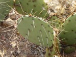 Opuntia camanchica, pale spines, Nancy Hussey