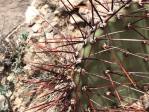 Opuntia camanchica, Alamogordo, NM, Mark Moffet