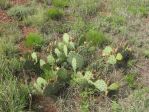 Opuntia camanchica, Newkirk, NM