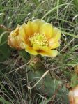 Opuntia camanchica, Newkirk, NM